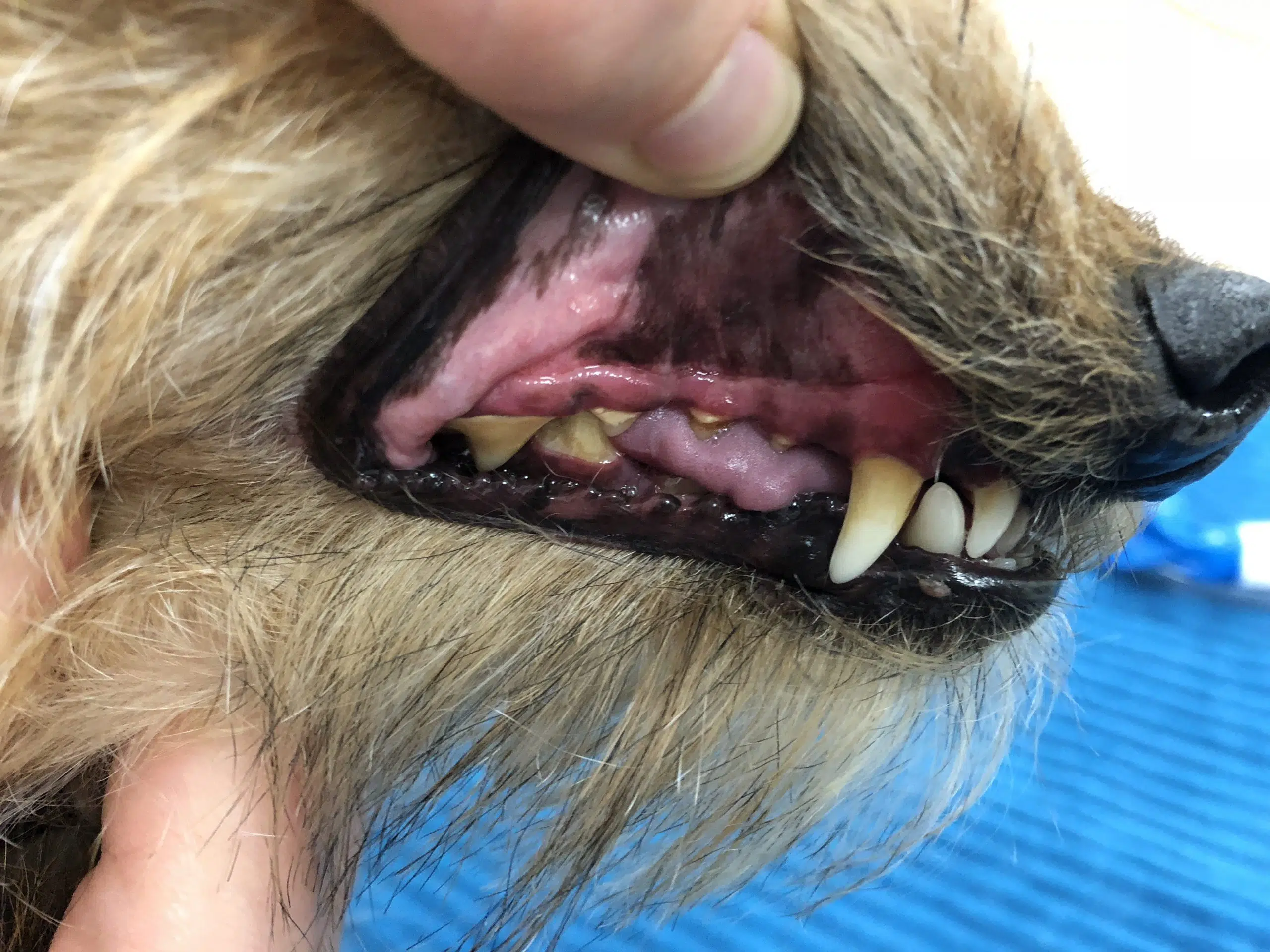 The importance of keeping your pets’ teeth clean