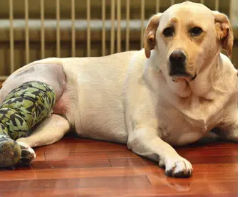 Cruciate Ligament injuries in dogs & cats
