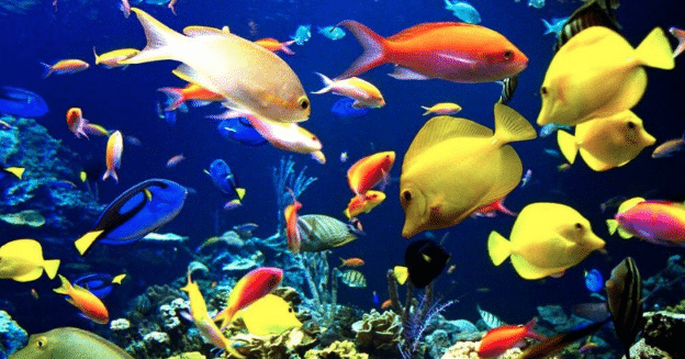 Choosing the right fish and fish tank for your home