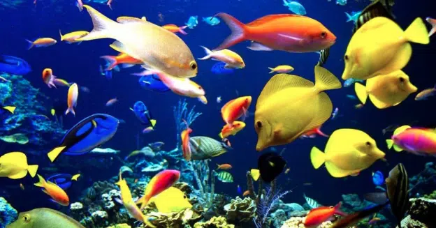 Choosing the right fish and fish tank for your home