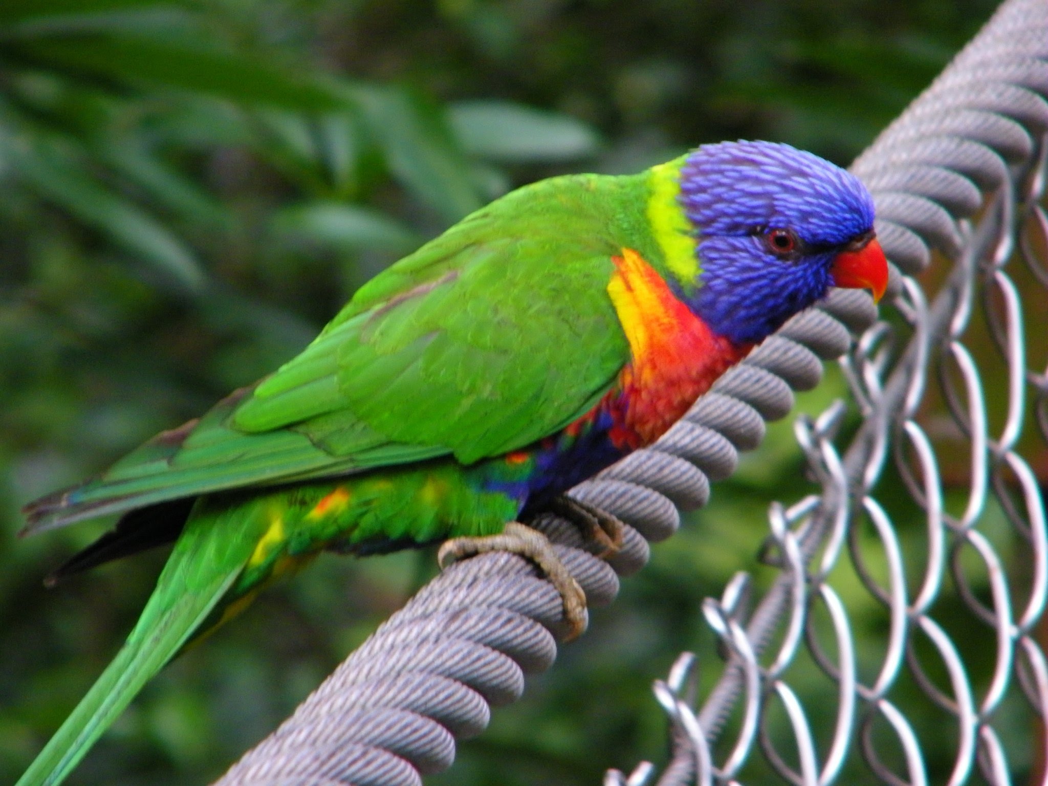 Top Tips for attracting wild birds into your garden