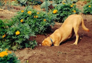 how to stop a dog from digging