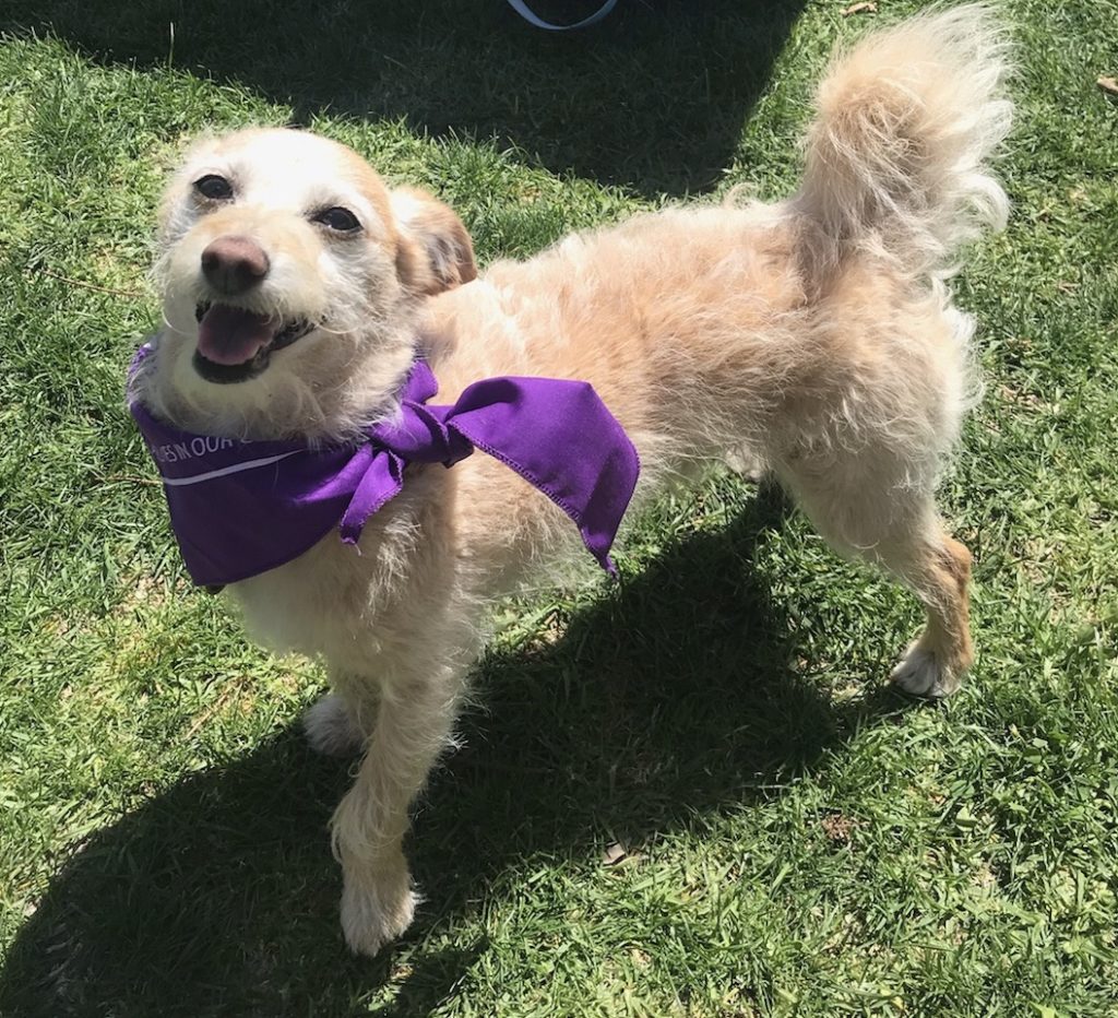 bark for life 2018 blog