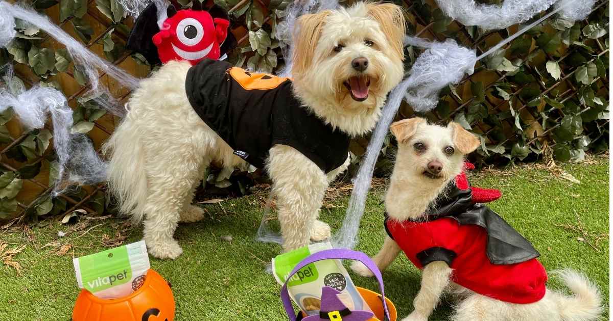 Keeping pets safe on Halloween