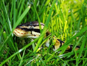 snake bite