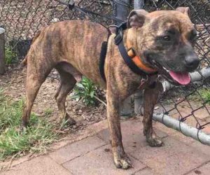 Dog to dog reactivity and aggression