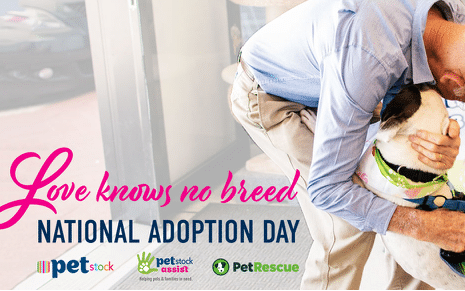 Love Knows No Breed This Pet Adoption Day Pooches At Play