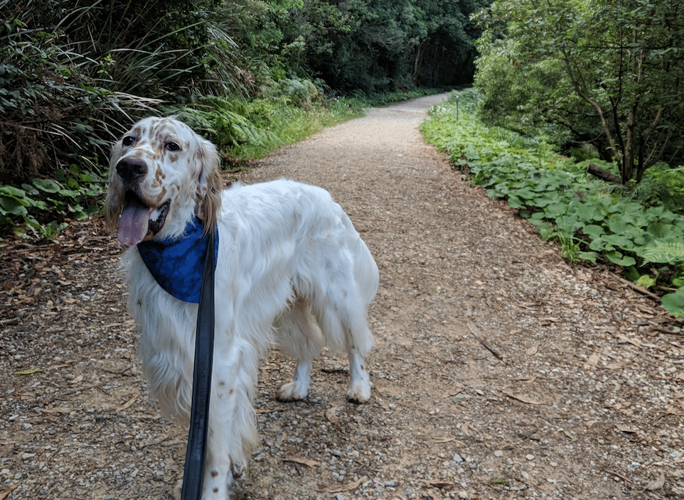 Meet Griffith the English Setter