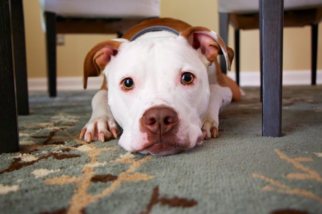 stress in dogs