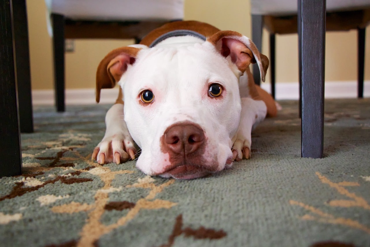 Are your household chemicals putting your dog at risk?