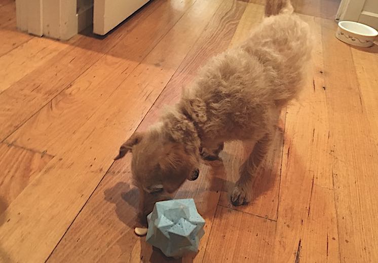 Environmental enrichment for dogs left home alone