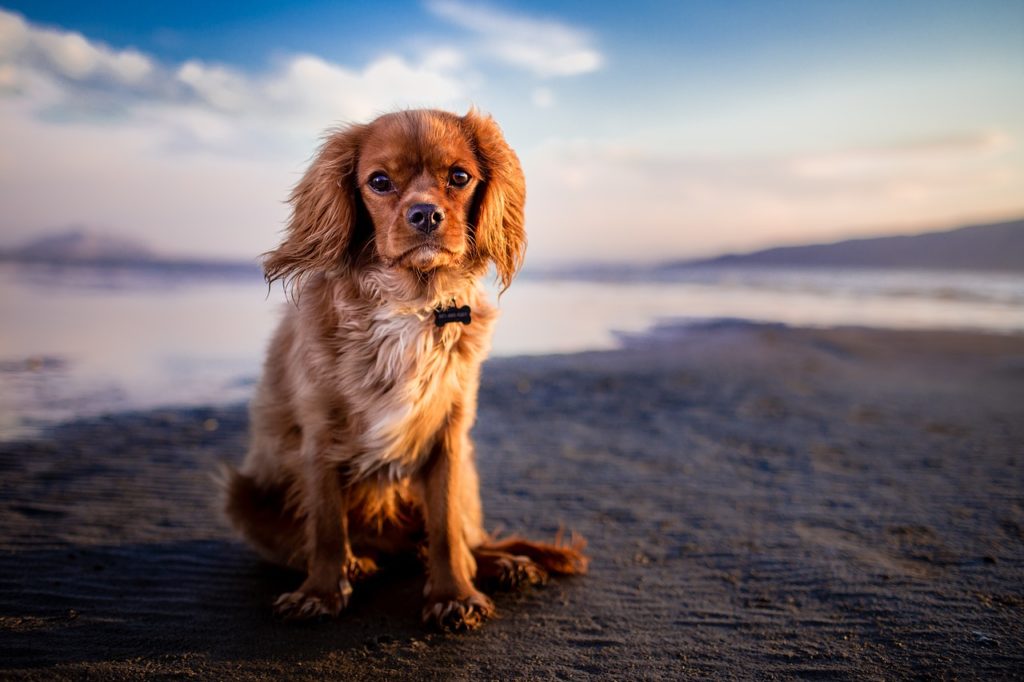 8 quick grooming tips