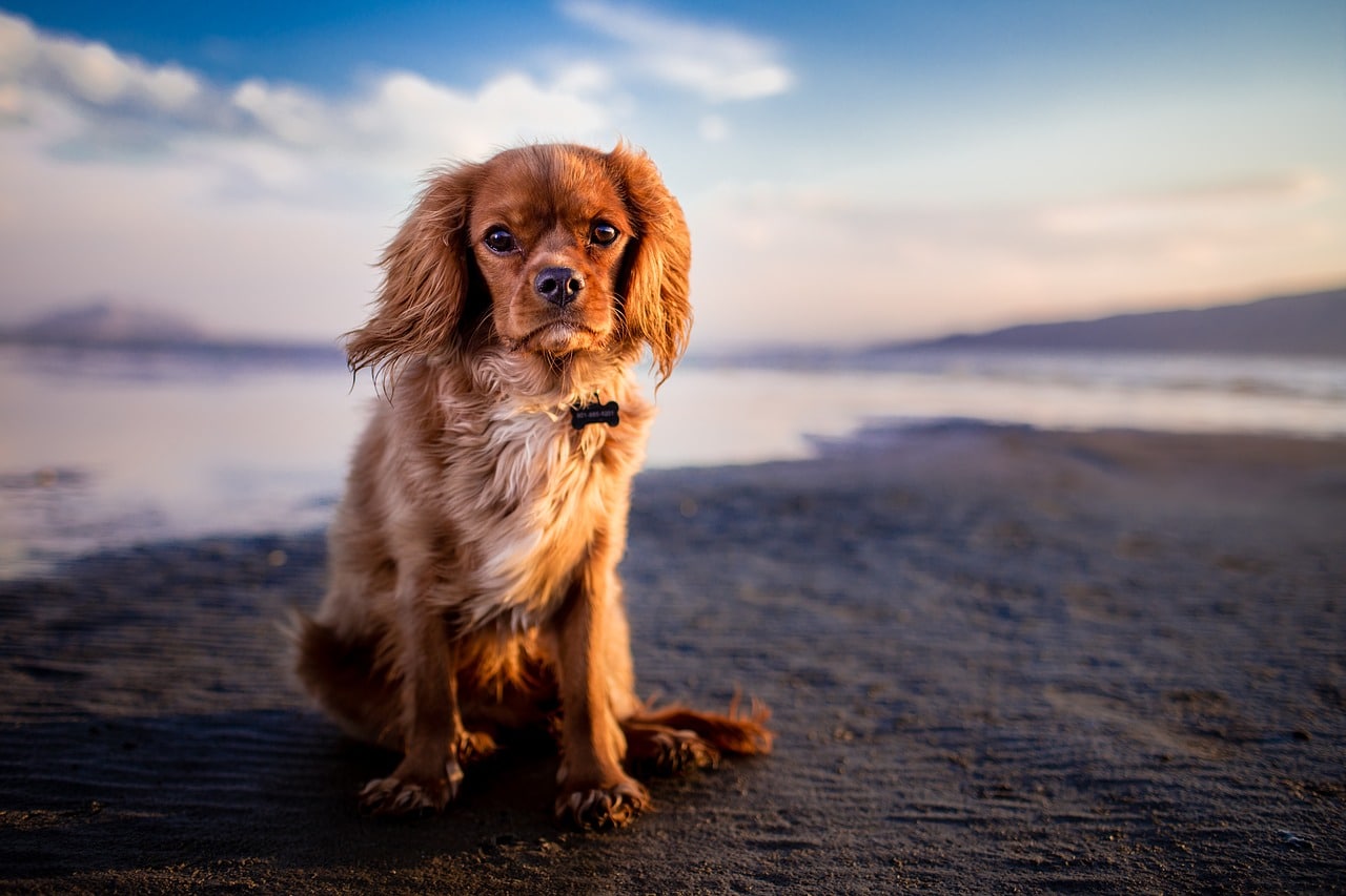 Grooming tips for dogs of all breeds