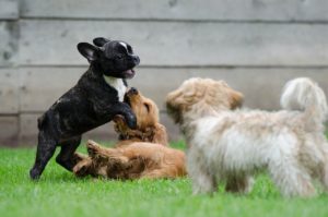 Dog training tips for rescue dogs