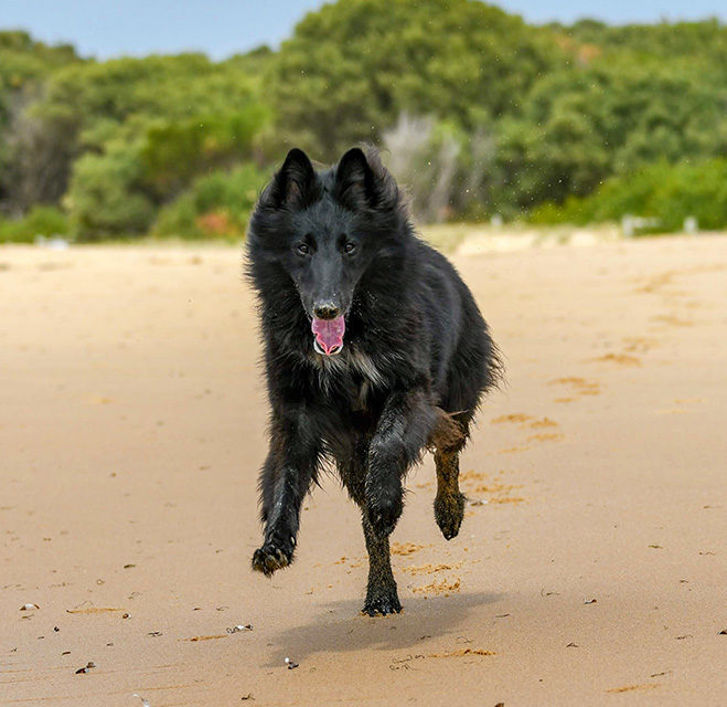 Meet Jinx The Groenendael Belgian Shepherd Pooches At Play