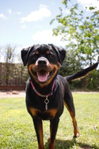 Rottweiler & Bernese Mountain Dog