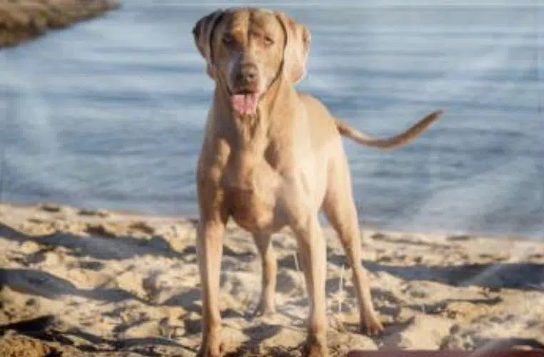 How to provide the right nutrition for mature dogs