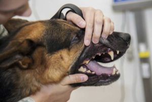 Keeping your dog’s teeth free from gum disease