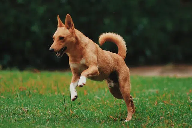 Tips for training a reactive dog