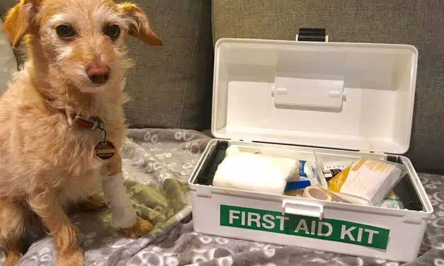 First Aid Tips For Dogs