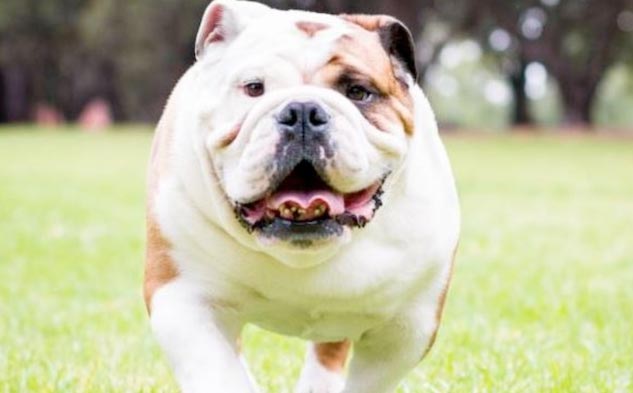 The benefits of using the All About George organic dog balm