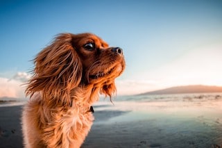How to keep your dog safe at the dog beach or park