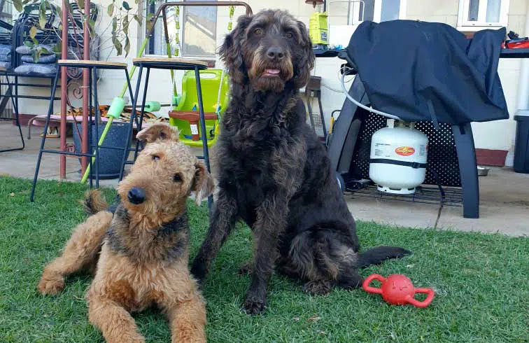 Gus and Gypsy the Chocolate Labradoodle and Airedale