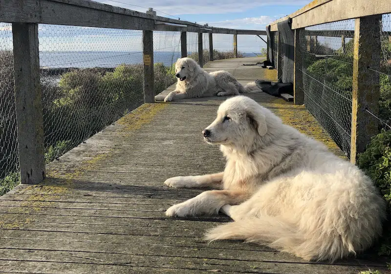 Tips for owning a Maremma Sheepdog