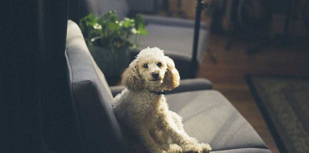 Stylish pet products for your home