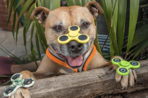 Training tips for a Staffordshire Bull Terrier - English Staffy