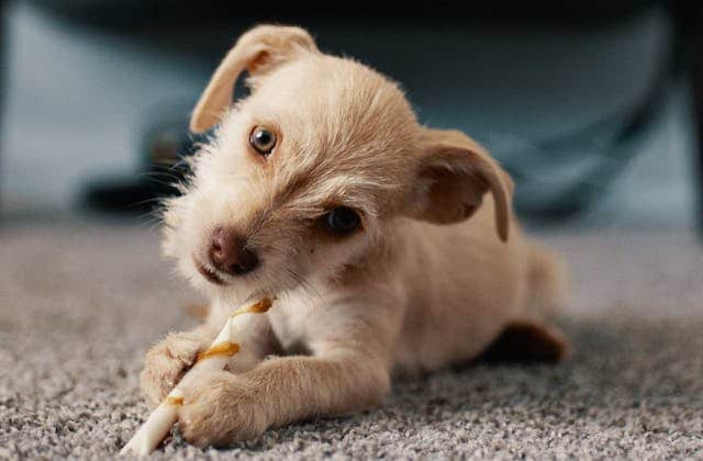 Choosing the right treat for your puppy
