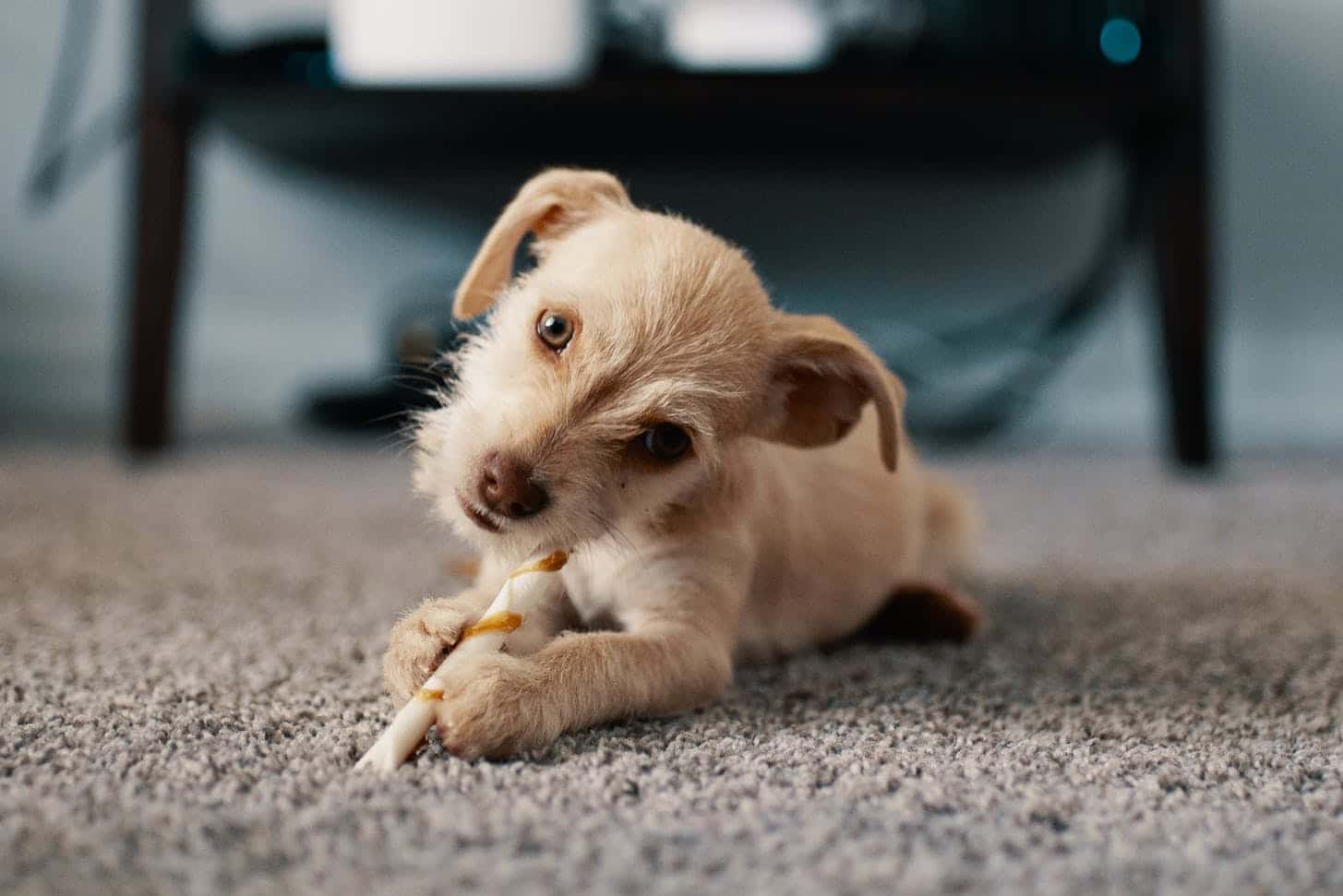 Choosing the right treat for your puppy Pooches At Play