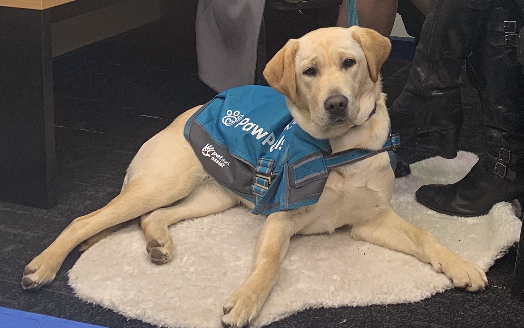 How Paw Pals therapy dogs are helping students learn - Pooches At Play