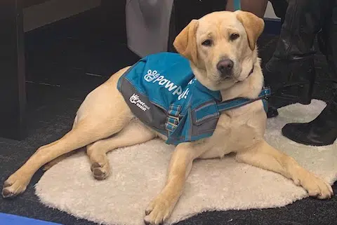 How Paw Pals therapy dogs are helping students learn