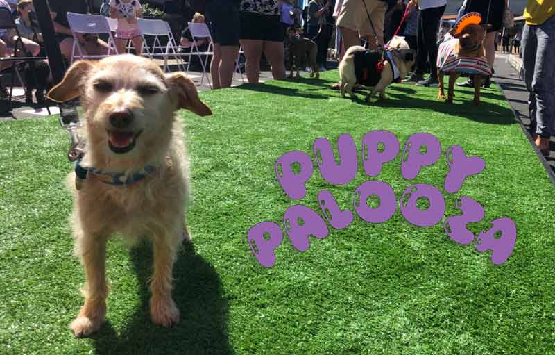 Puppy Palooza at Highpoint Shopping Centre | 5 Oct