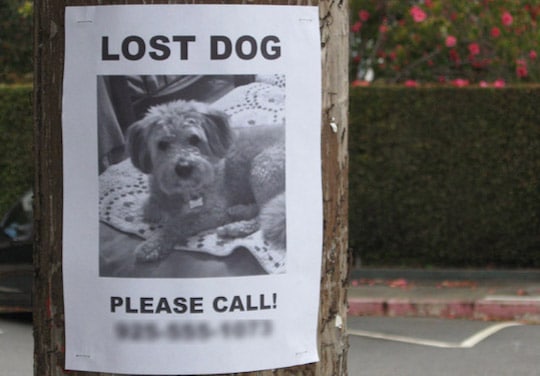 Lost dog or cat? Tips to help find them quickly