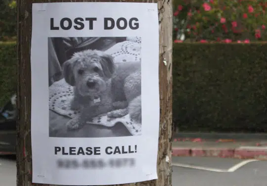 Lost dog or cat? Tips to help find them quickly