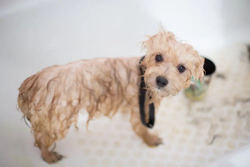 Regular dog grooming ‘must do’ list