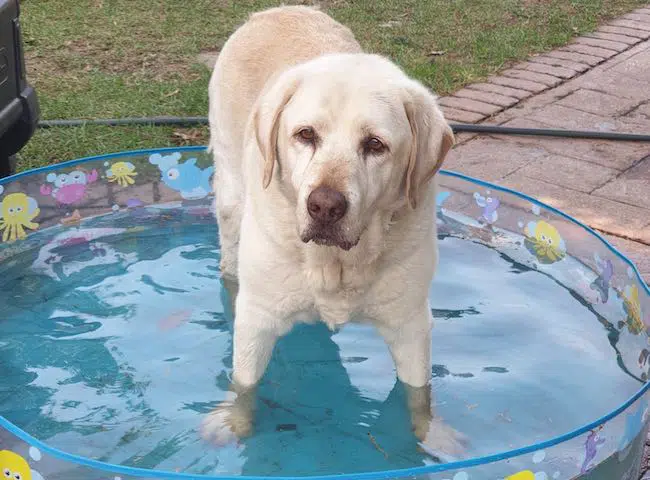 Meet 14 YO Labrador Retriever Yogi Bear