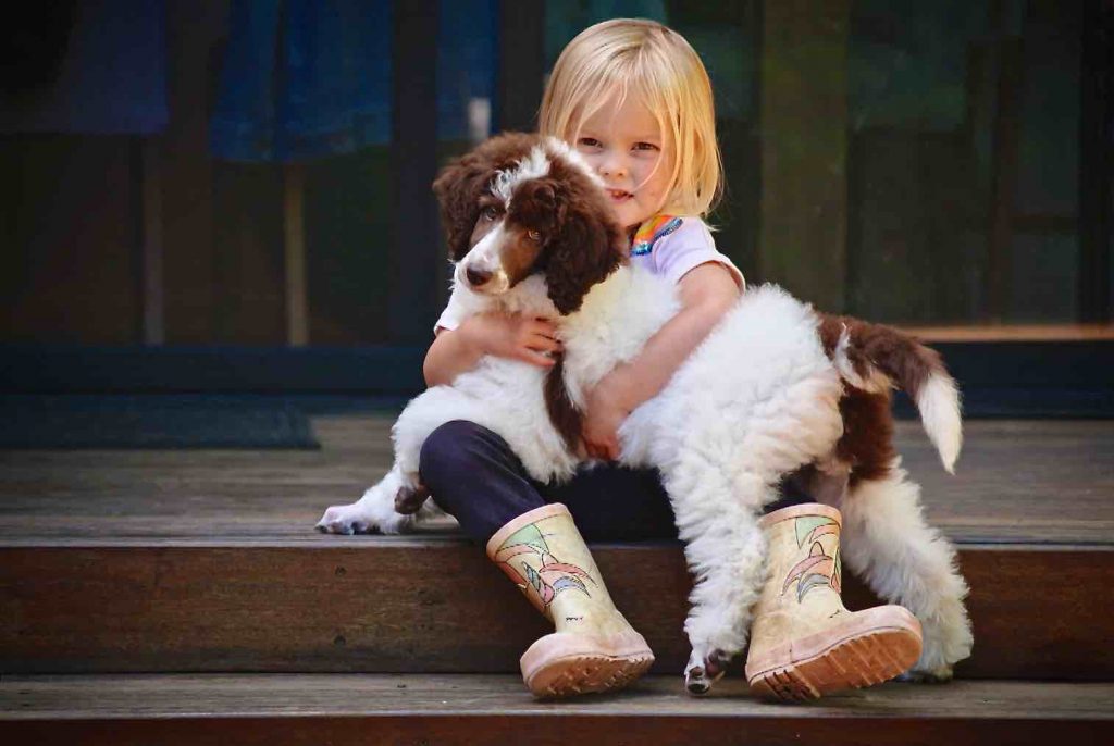 Poodle Breed Profile