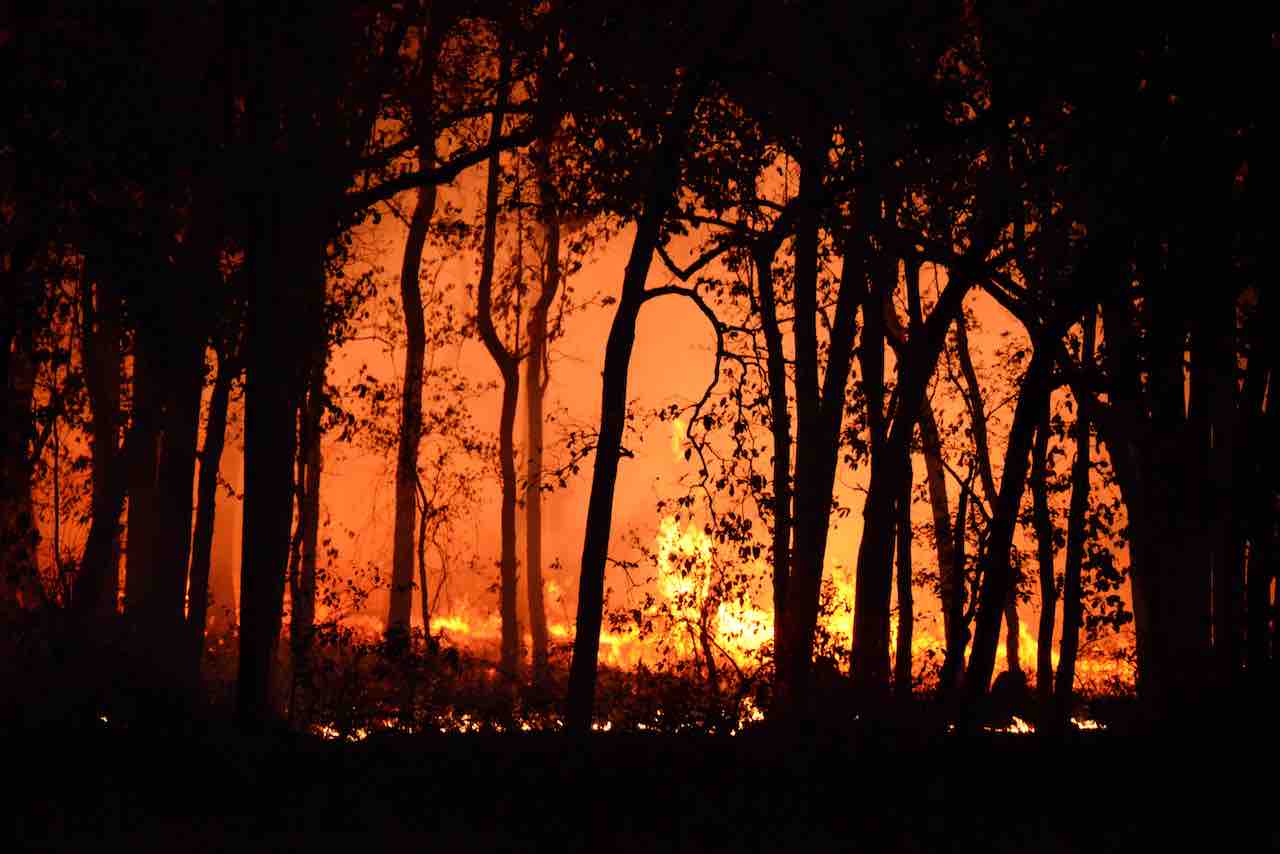 Tips for being bushfire ready with your pets