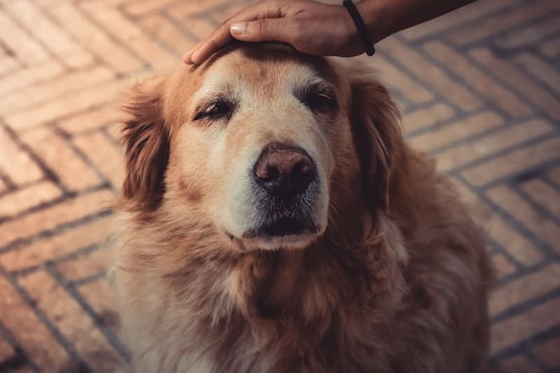 Treating Osteoarthritis in dogs