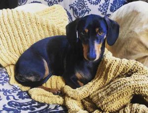 Dachshund Breed Profile