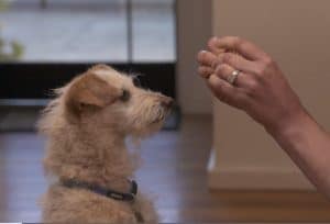how to give a dog a tablet