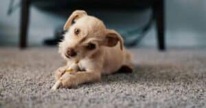 puppy biting
