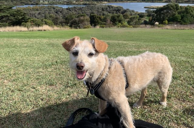 Visiting Warrnambool with your dog