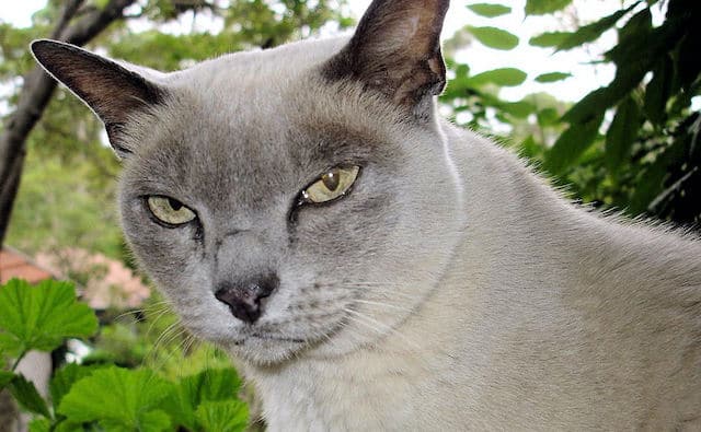 Burmese cats at higher risk of type 2 diabetes