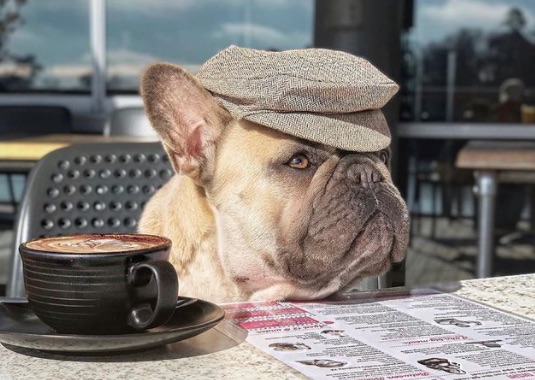Dog friendly cafes around Australia for your weekend road trip