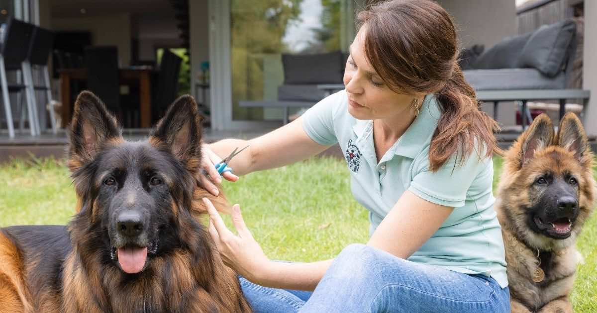 Dog grooming tips at home