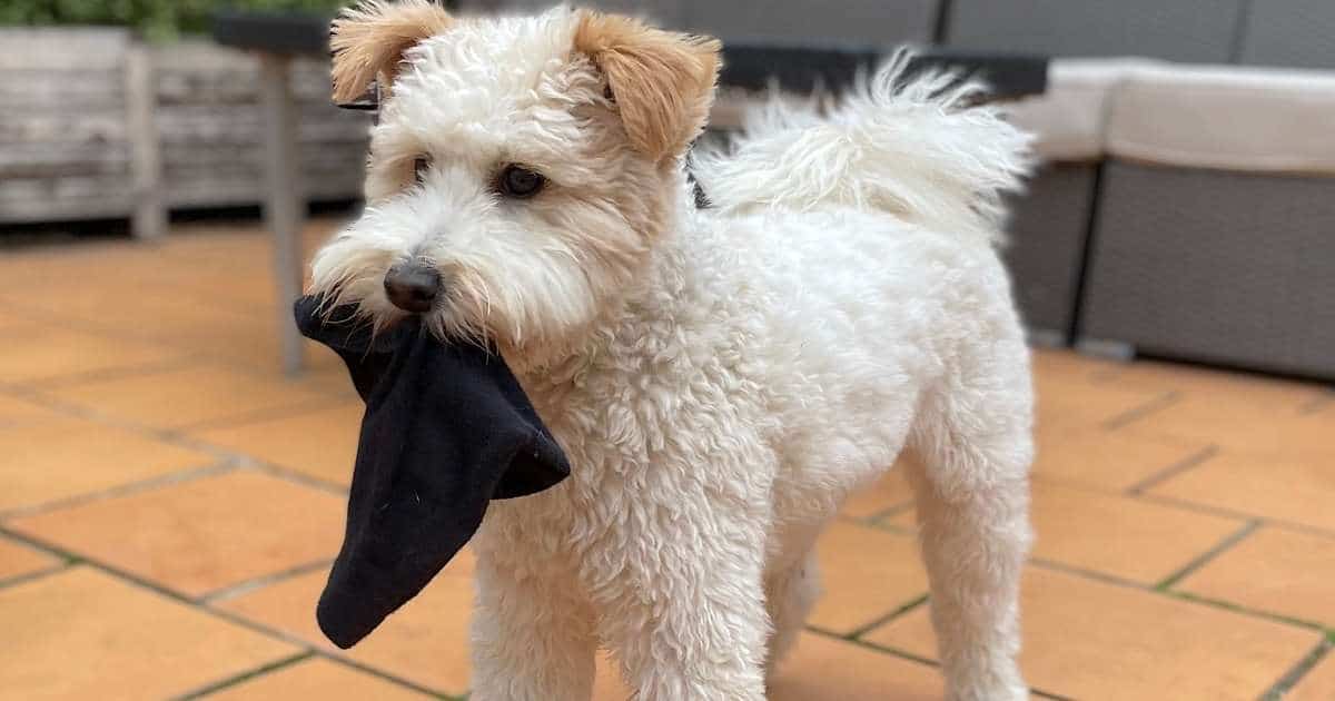 Is your puppy stealing socks?